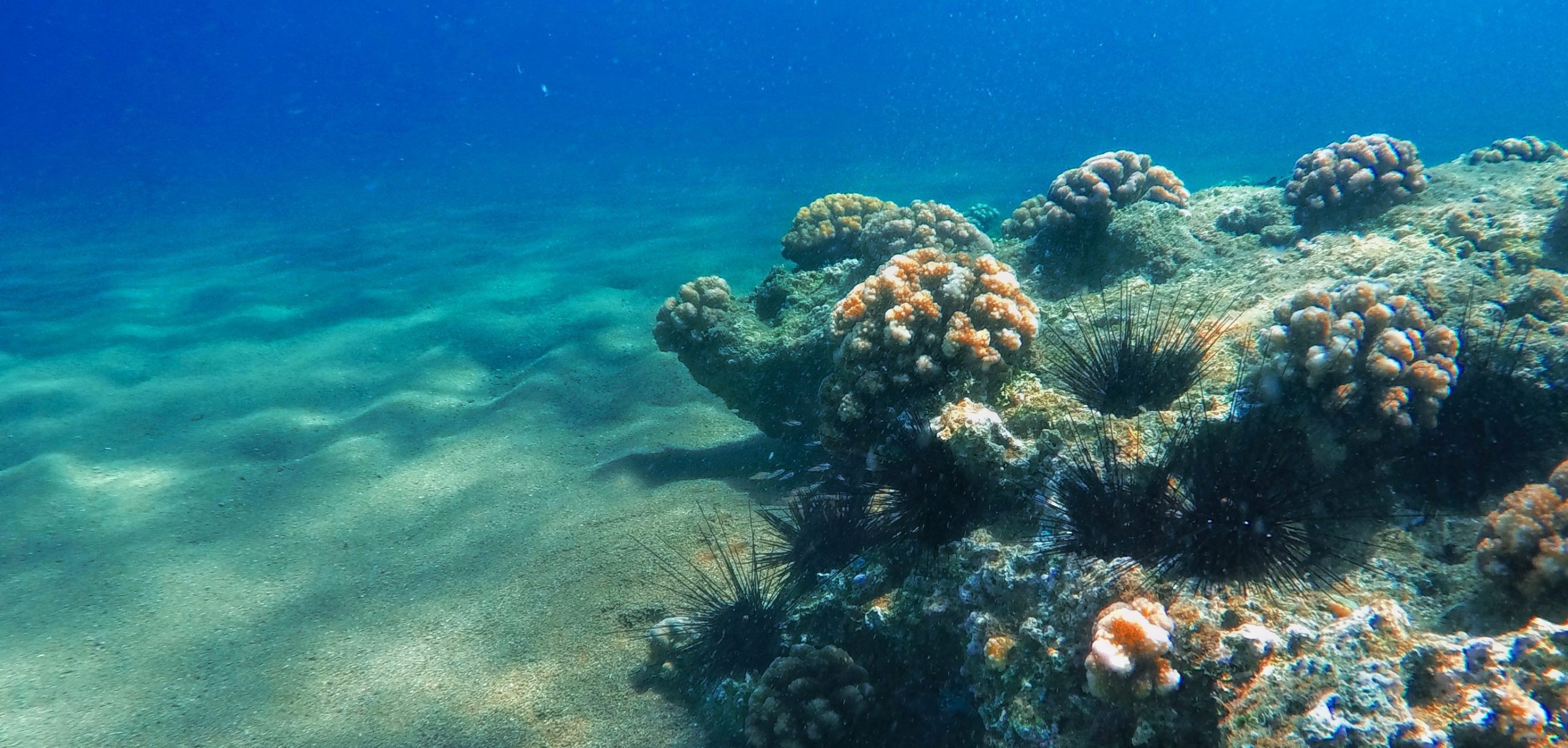 Pledge to Protect: ONE°15 Marina Coral Garden Updates